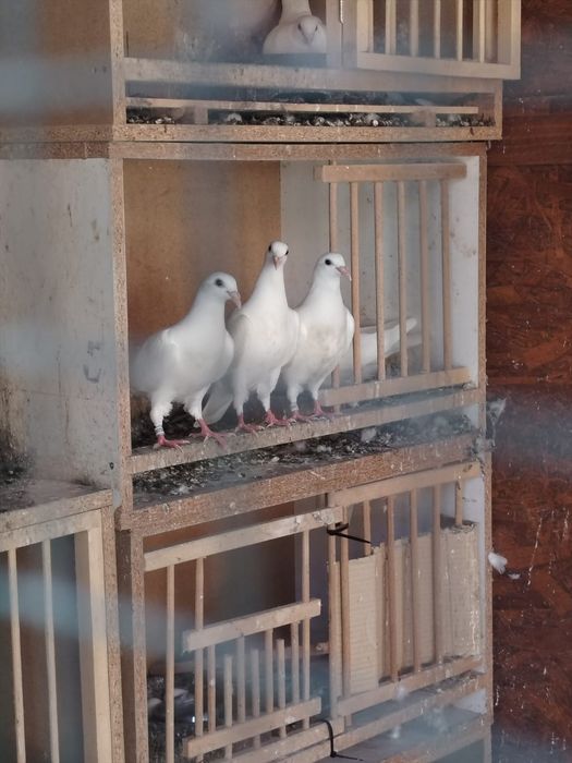 Vând pui de voiajori