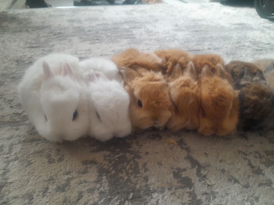 Quyon bolalari. Karlik quyoncha