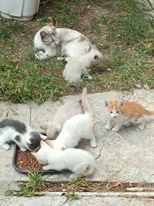 Отдам котят в добрые руки