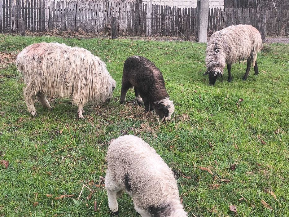 Oi tinere de vânzare ...