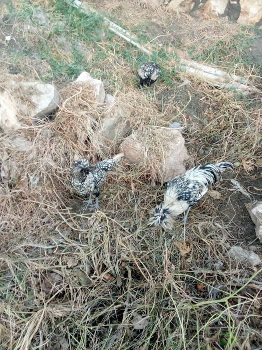 Серибрис падуван