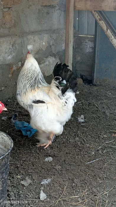 Продам петуха 8 месяцев