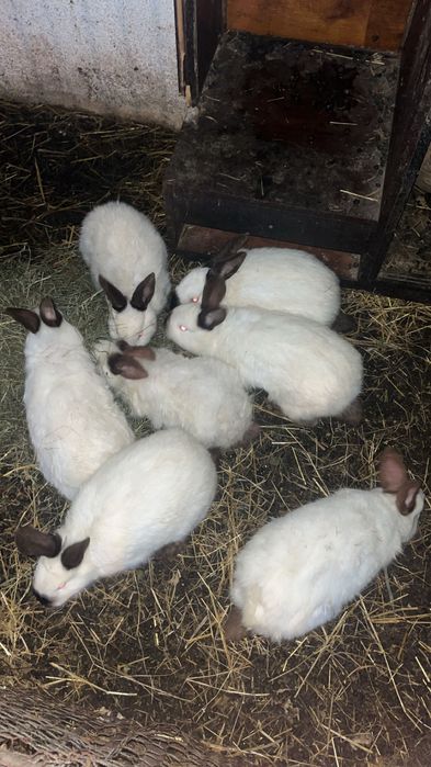 vând iepuri californian!