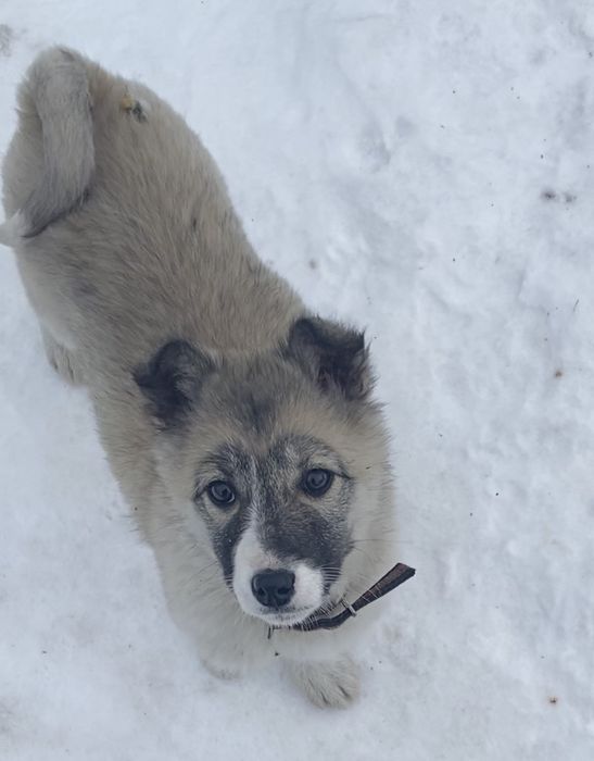 Щенок западносибирская лайка