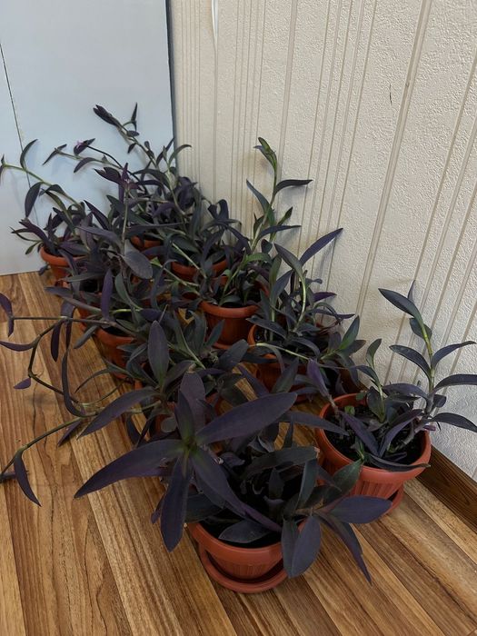 Традесканция бледная 'Purpurea'