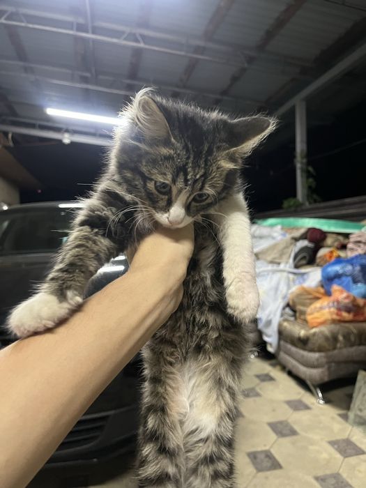 пропал котенок!!!