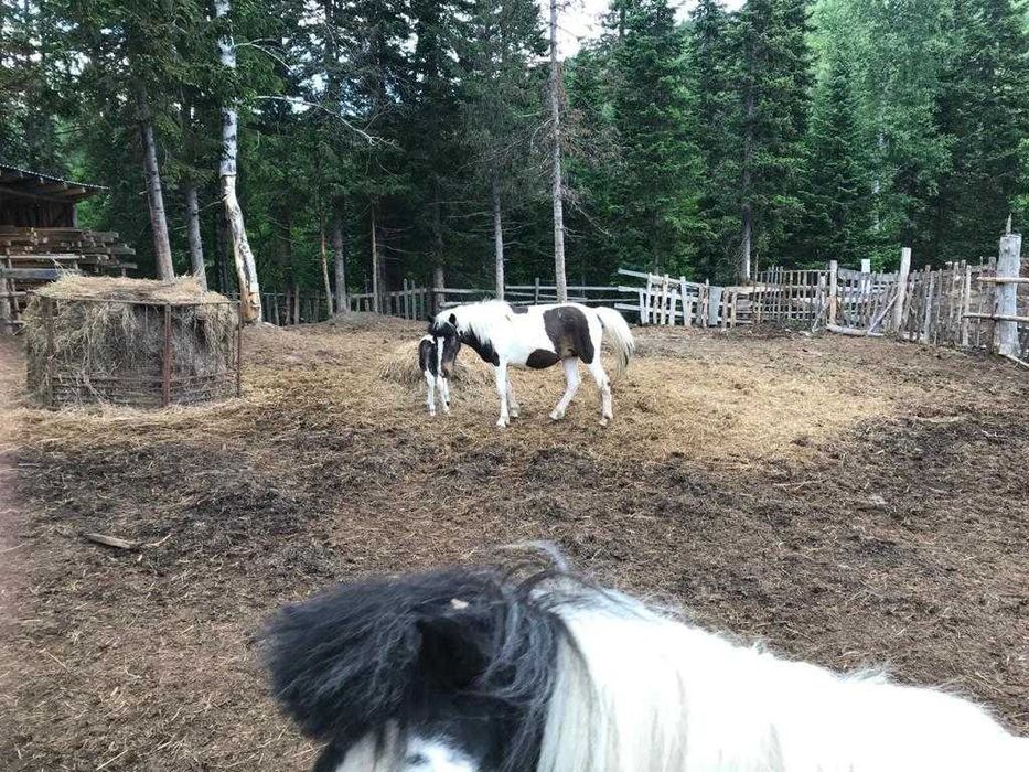 Продам породистых пони