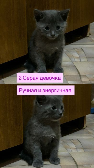 отдам 3 котят в добрые руки