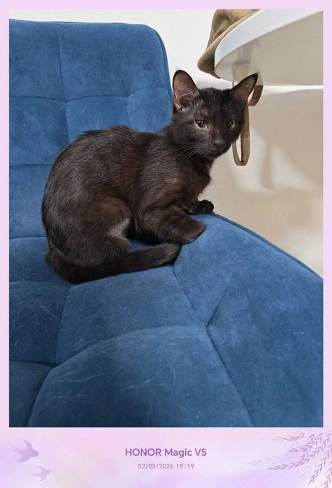 Черныш, девочка, стерилизованная