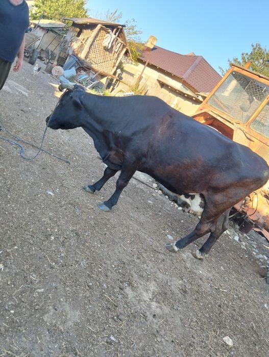 Vând vacă preț Negociabil