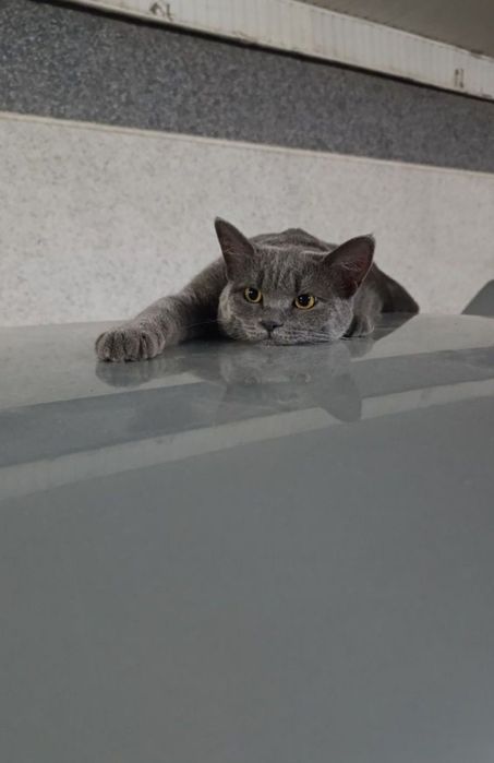 Скотиш страйт 8 ойлик йувош