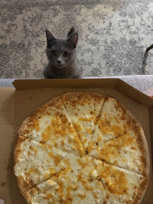 Кошечка в добрые руки