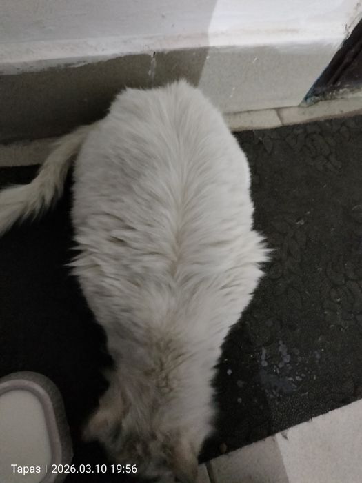 кошка беременная