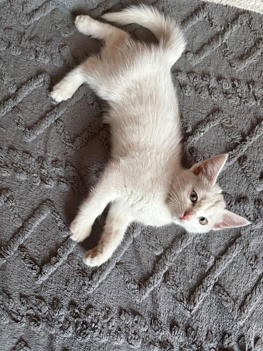 Отдам котенка в хорошие руки