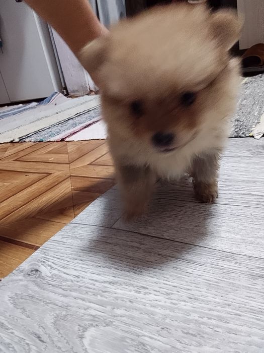 Продам щенка шпица