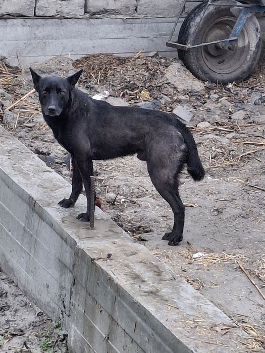 Акилли уй курикчи кучукча