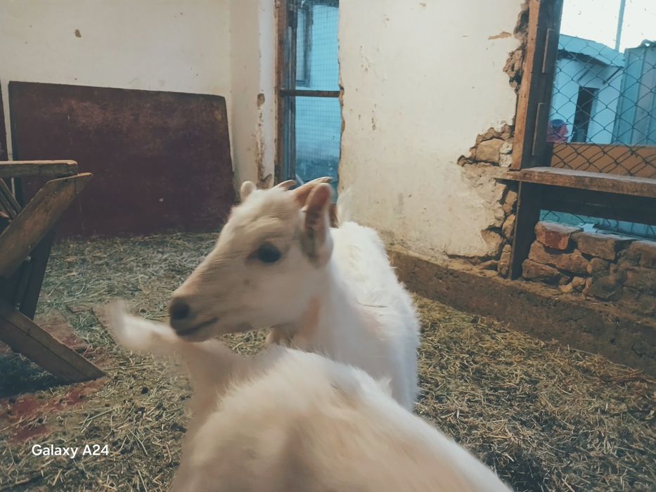 Ешкі лақтары сатылады