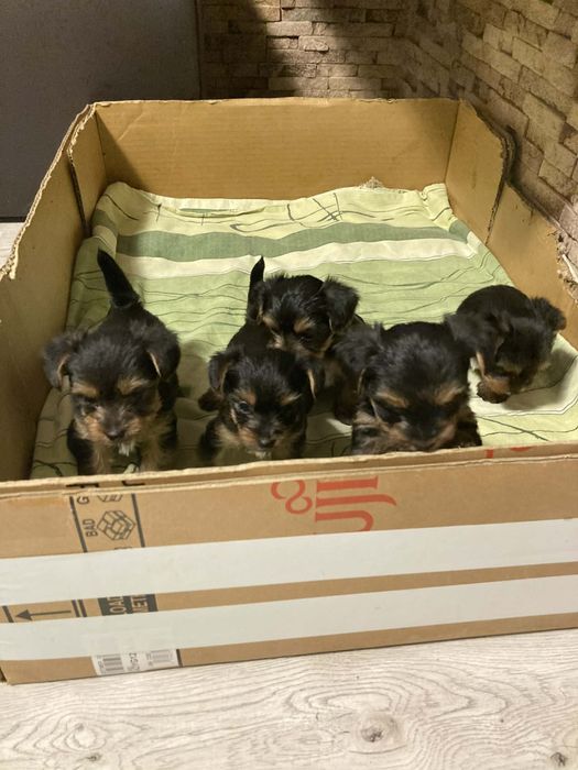 Мини Йоркширски териер