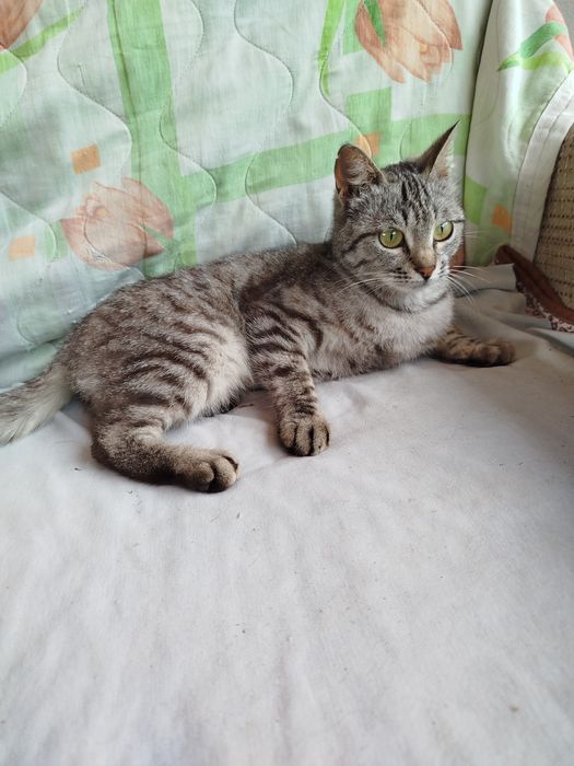 Отдам кошку в добрые руки