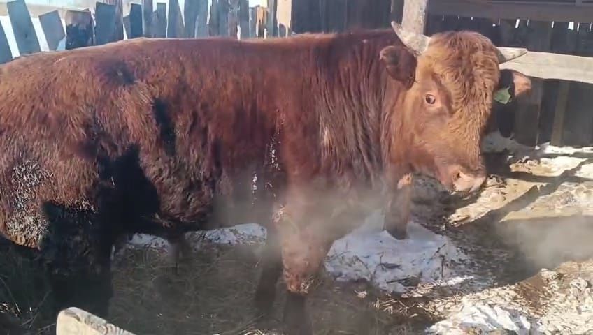 Продам быков с откорма