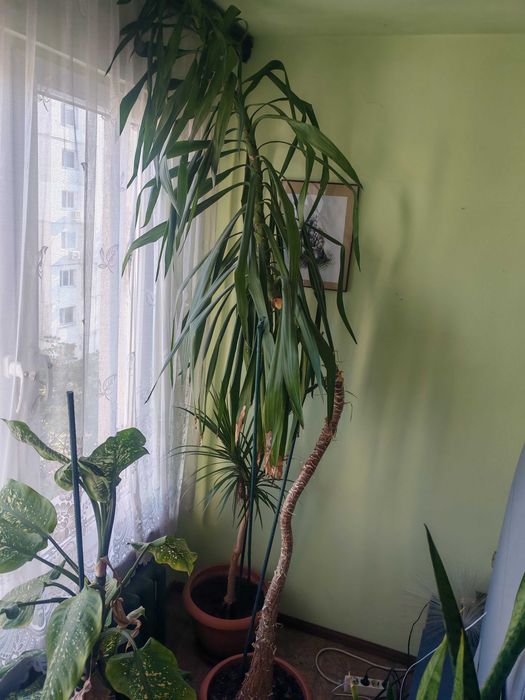 стайна палма Юка (Слонска Юка / Yucca elephantipes).