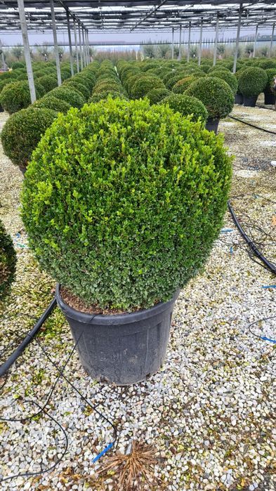 Buxus cryptomeria japonica