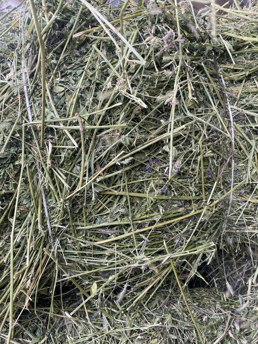 Продам люцерна жоңышқа сатылады