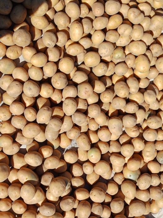 картофель семенной