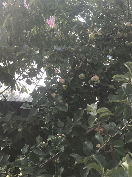 Продам яблоки летний