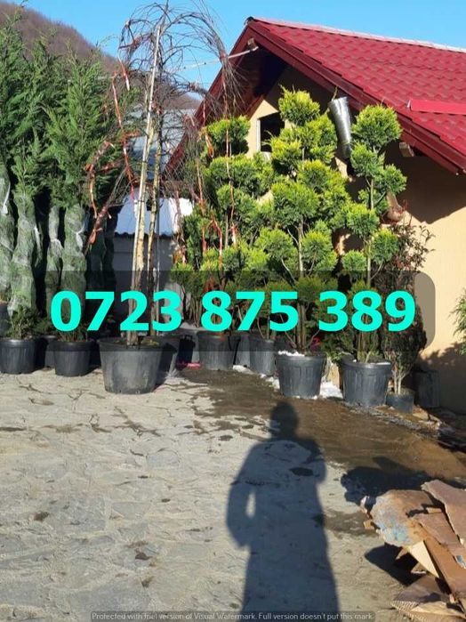 Produse de Top pentru Grădină – Confirmare Vizuală la Livrare