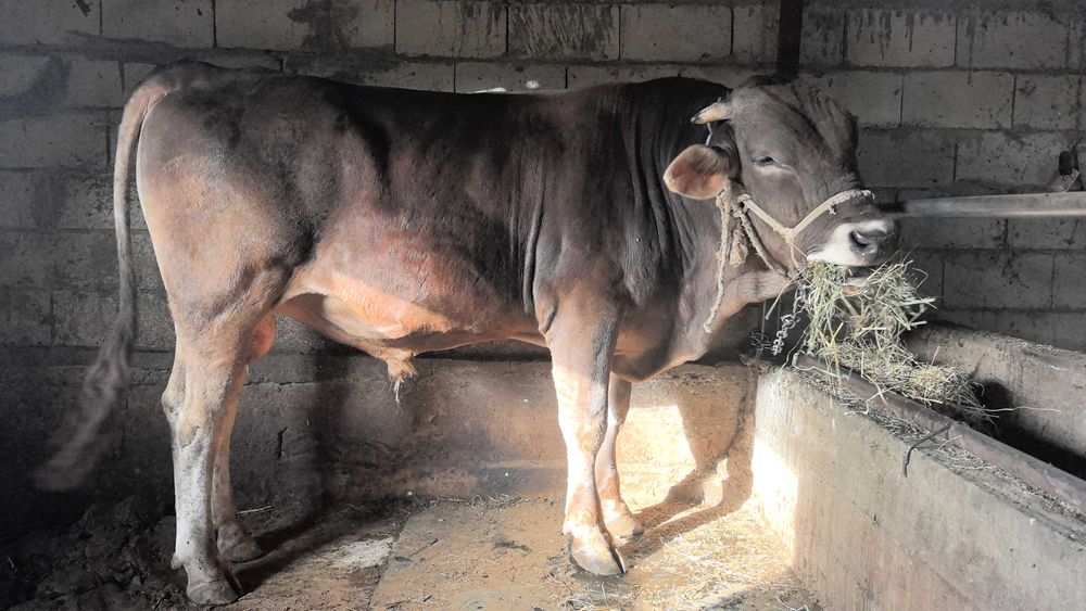 Алатау бұқа сатылады