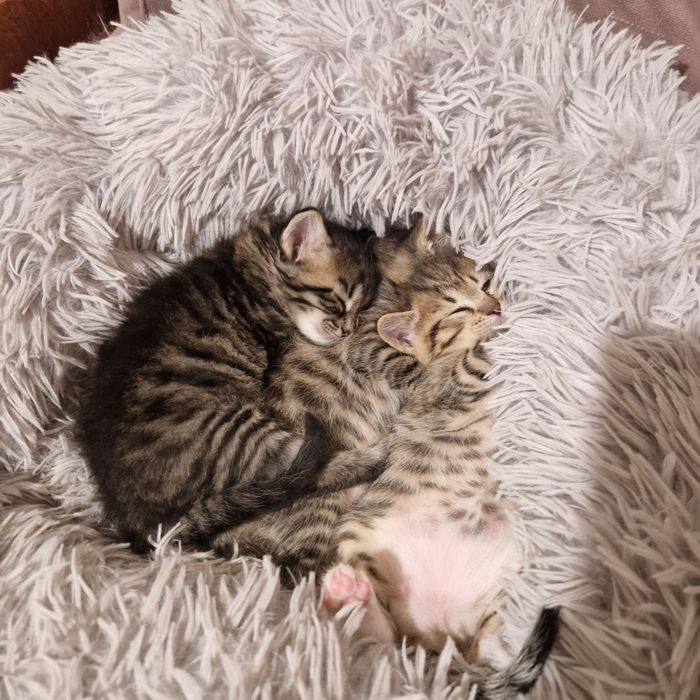 Котёнка 3 штук оригинал
