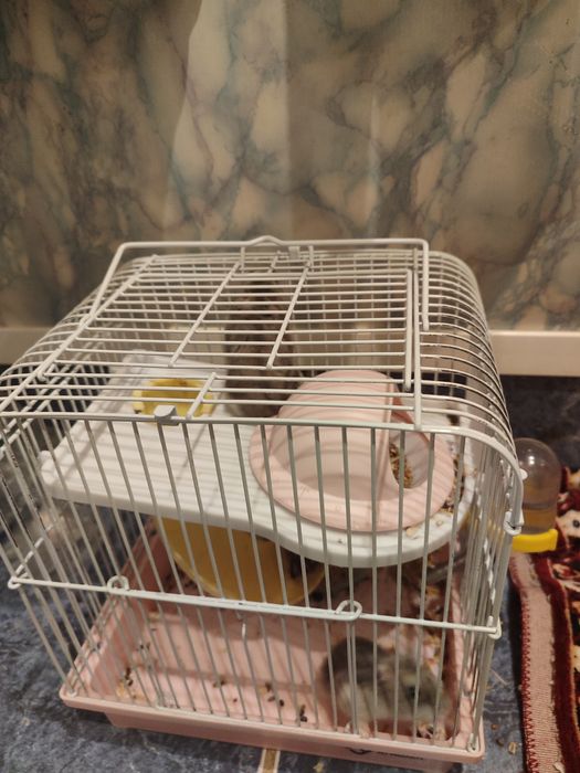 Продам хомяка с клеткой