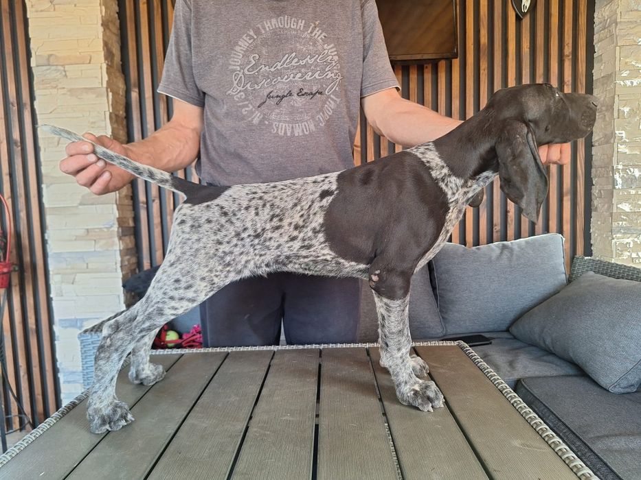 Mascul brac german cu pedigree
