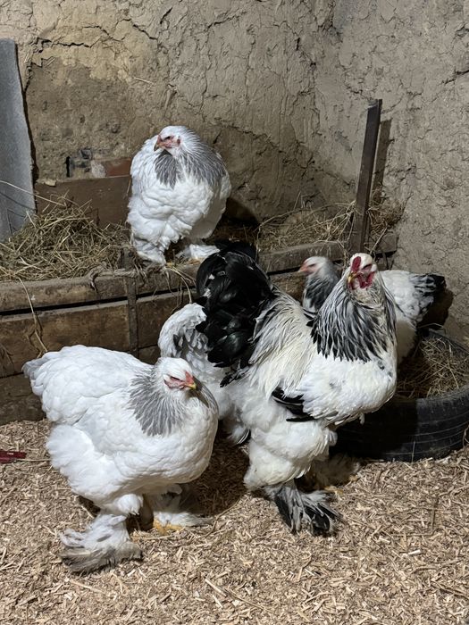 Инкубационные яйца брама