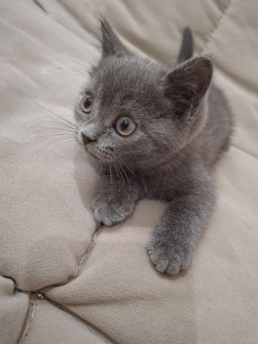 Продам кота британца