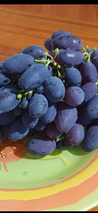 Виноградные саженцы