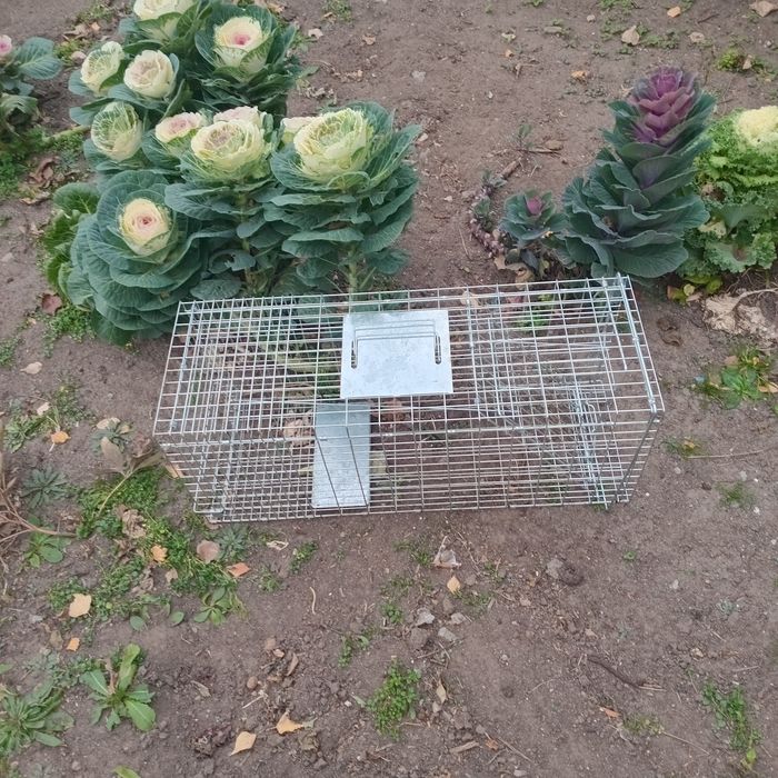 Продам кошколовку