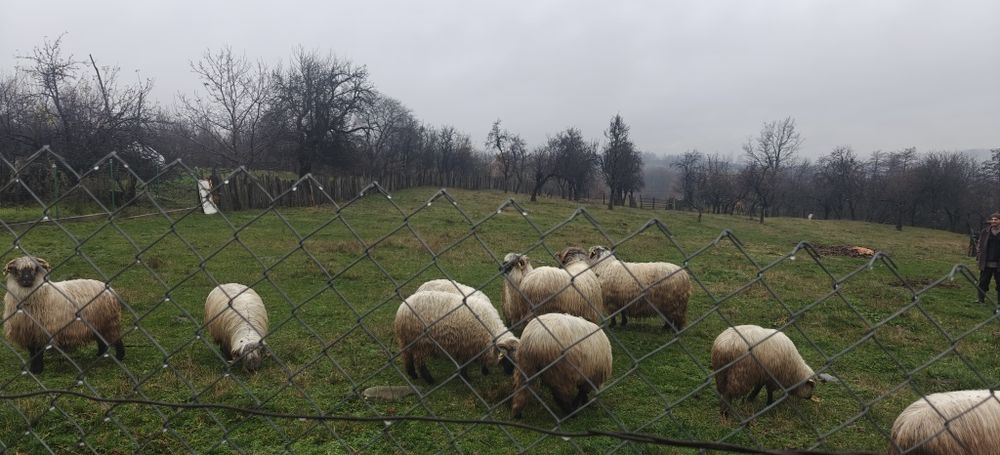 Berbec in varsta de 2 ani