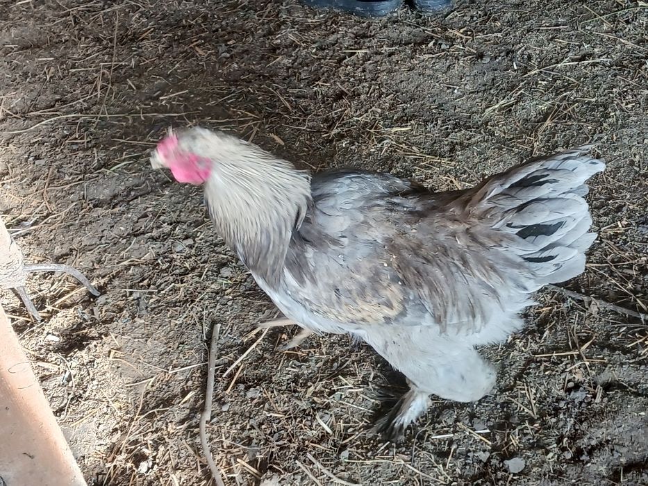 Gaini și cocoși de vanzare