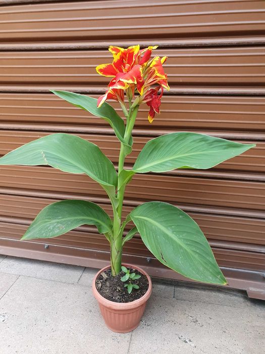 Индийска канна- коренчета