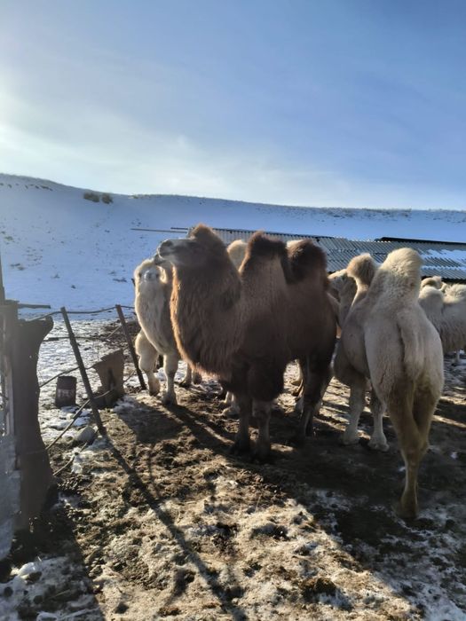 Продам верблюда срочно