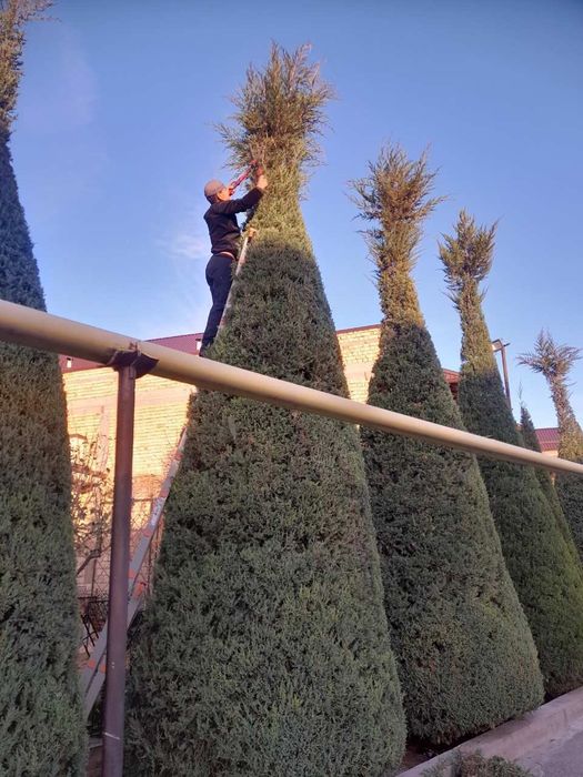 archa strechka qilamiz