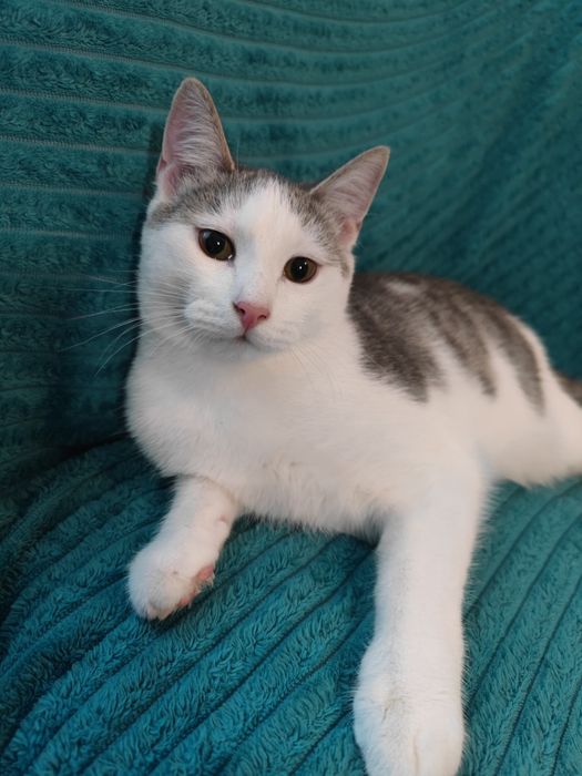 Ласковый Котик ищет Дом