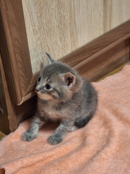 Отдам котят в добрые руки