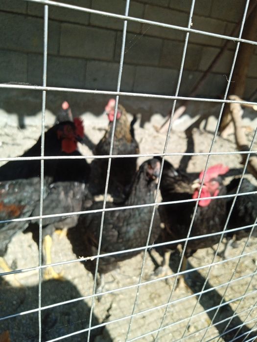 Хорозлар  xorozlar сотилади