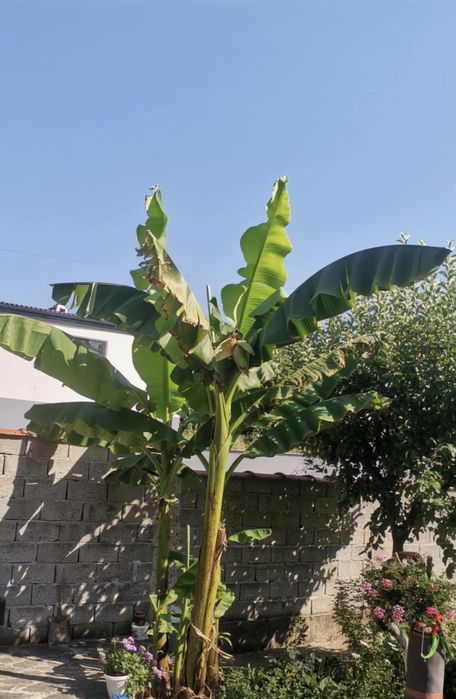 Банан,, Муса". Бананова палма”. “Бананово дърво“