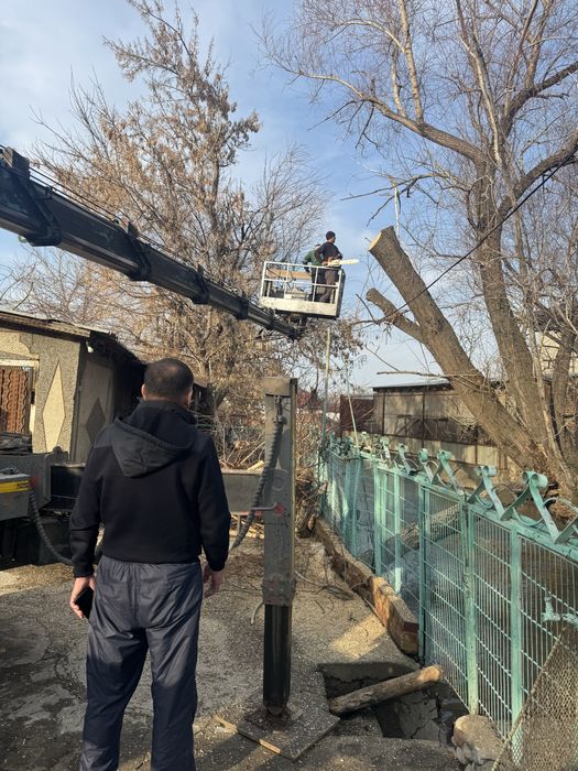 Спил деревьев, агаш кесу