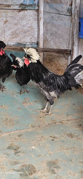 Cocosi motata olandeza