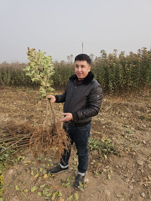 Фруктовые саженцы